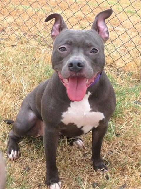 Photo of Jojo, adoptable Pit Bull Terrier in Oklahoma City, Oklahoma