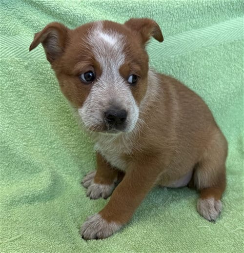 Photo of Pazookie, adoptable Queensland Heeler in Lancaster, California