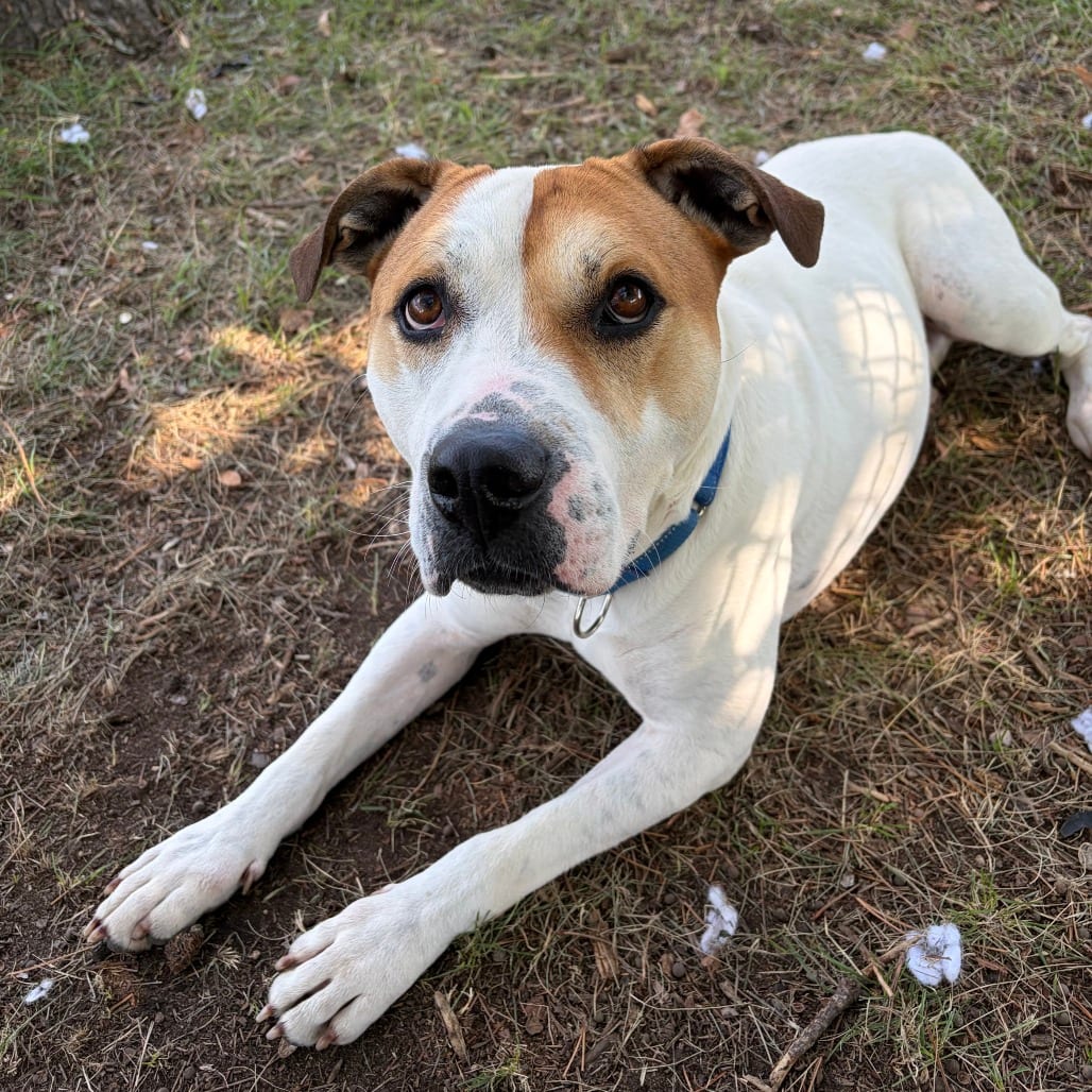 Photo of Luke, adoptable Pointer / Terrier, Pit Bull in Wadena, Minnesota