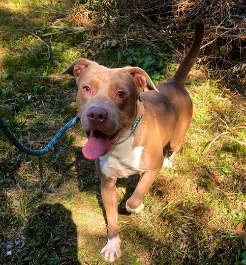 Photo of Mark, adoptable Staffordshire Bull Terrier in Jackson, Mississippi