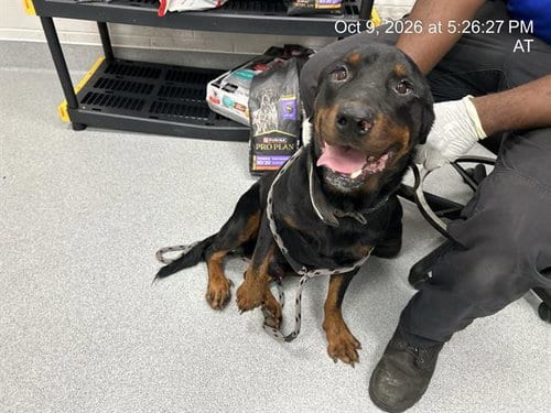 Photo of Promethius, adoptable Rottweiler in Ocala, Florida