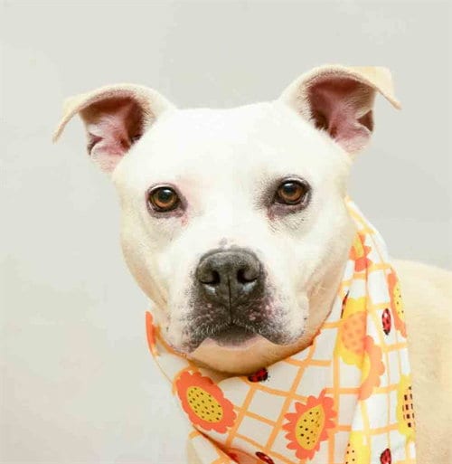 Photo of Ainsley, adoptable Terrier in Sanford, Florida