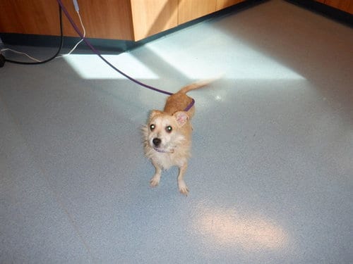 Photo of Bixby, adoptable Wirehaired Fox Terrier in San Jose, California