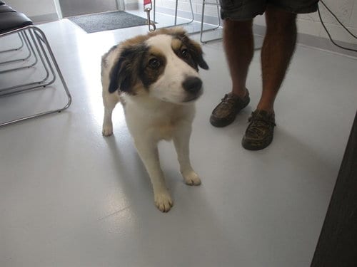 Photo of Winnie, adoptable Australian Shepherd in Ocala, Florida