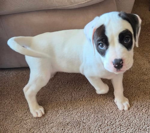 Photo of Crystal, adoptable Pit Bull Terrier in Clarkston, Michigan
