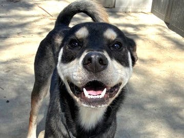 Photo of Morris, adoptable Siberian Husky in Martinez, California