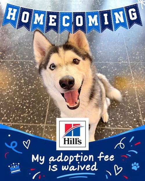 Photo of Okami, adoptable Siberian Husky in Boston, Massachusetts