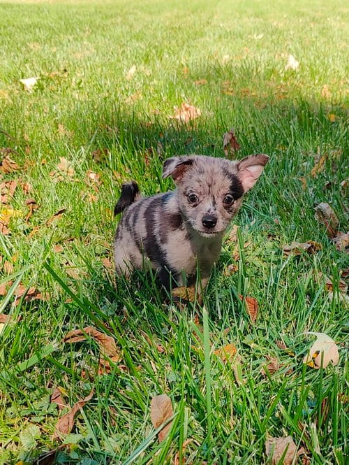 Photo of Toto, adoptable Chihuahua in St. Louis Park, Minnesota