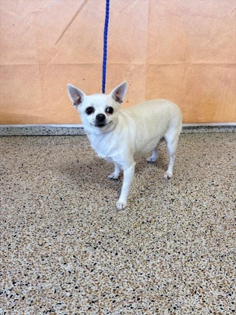 Photo of Tiny, adoptable Chihuahua in Miami, Florida