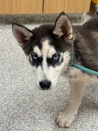 Photo of Night Howler 6, adoptable dog in Baltimore, Maryland