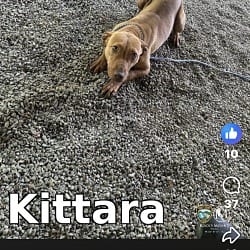 Photo of Kittara, adoptable American Staffordshire Terrier in Liberty, South Carolina