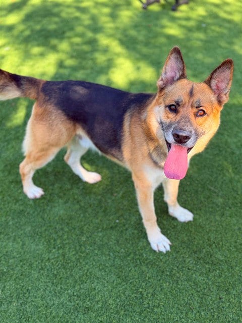 Photo of Rocky, adoptable German Shepherd Dog in Agoura, California