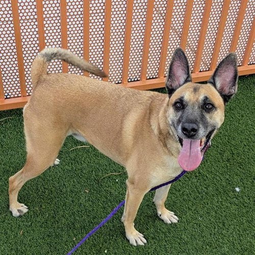 Photo of Ruegar, adoptable Belgian Shepherd Malinois in Las Vegas, Nevada