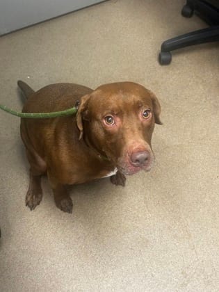 Photo of Sunni, adoptable dog in Chamblee, Georgia