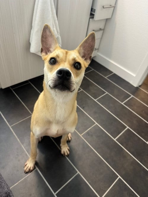 Photo of Arabella, adoptable Terrier in Berkeley, California