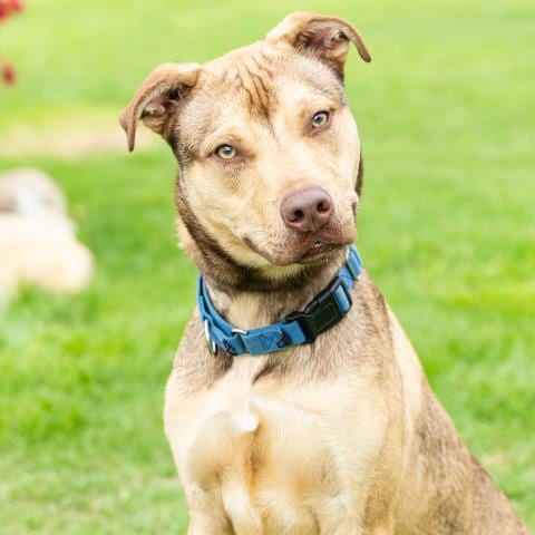 Photo of Travis, adoptable Pit Bull Terrier in Camarillo, California