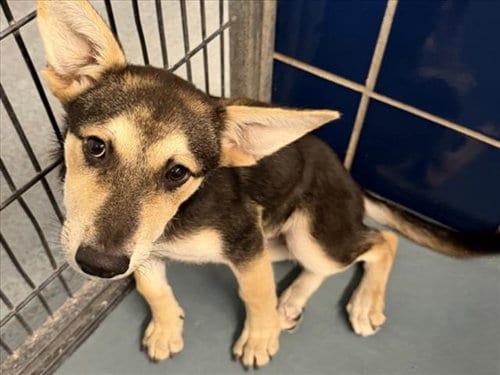 Photo of Aella, adoptable German Shepherd Dog in Houston, Texas