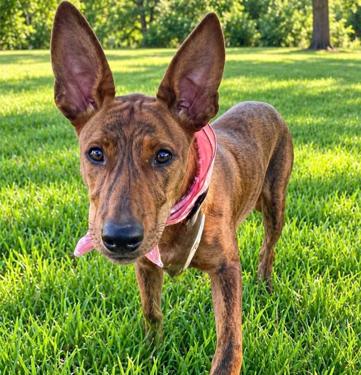Photo of Ruby, adoptable Australian Cattle Dog/Dutch Shepherd in Tyler, Texas