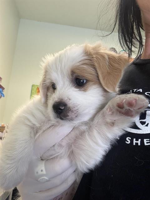 Photo of Oliver Marshmallow, adoptable Terrier in Santa Cruz, California