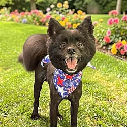 Photo of Cole, adoptable Pomeranian in Virginia beach, Virginia