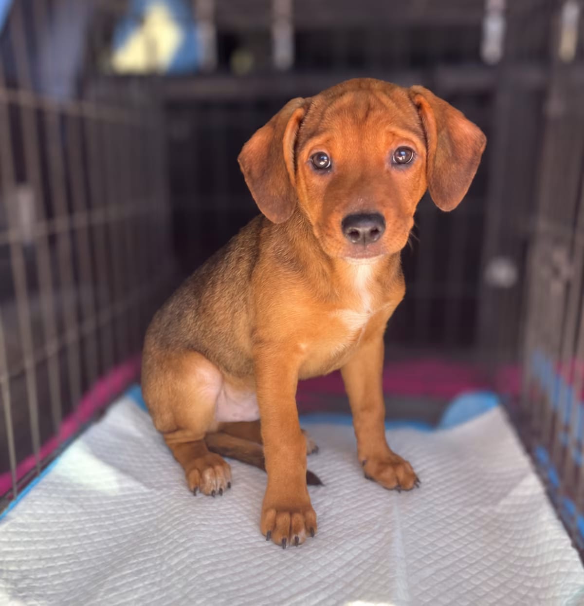 Photo of Theodore, adoptable Boxer/Mixed Breed (Medium) in Tucson, Arizona