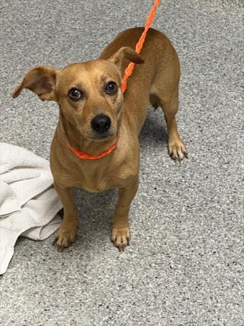 Photo of A188859, adoptable Chihuahua in Pasadena, Texas