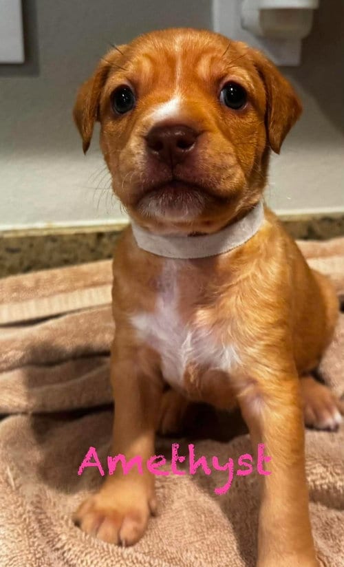 Photo of Amethyst, adoptable Pit Bull Terrier in Mission Viejo, California