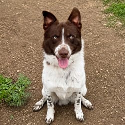 Photo of Wiley Ci, adoptable Border Collie Australian Shepherd in Hartford, Connecticut