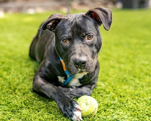 Photo of Garp, adoptable Pit Bull Terrier in San Jose, California