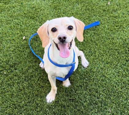 Photo of Jax, adoptable Chihuahua, Short Coat/Mix in Bakersfield, California