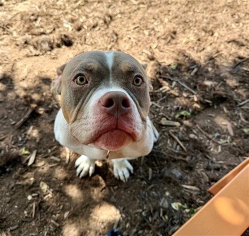Photo of Stretch Armstrong, adoptable English Bulldog in Denver, Colorado