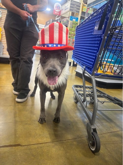 Photo of Blossom, adoptable Pit Bull Terrier in San Diego, California