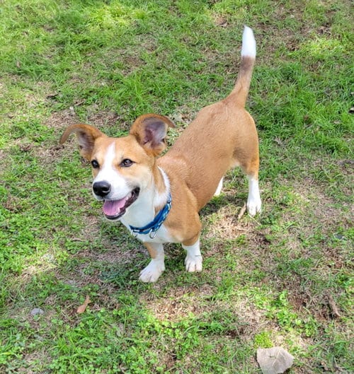 Photo of Bodie, adoptable Corgi in Granbury, Texas