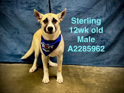 Photo of Sterling, adoptable German Shepherd Dog in Chatsworth, California