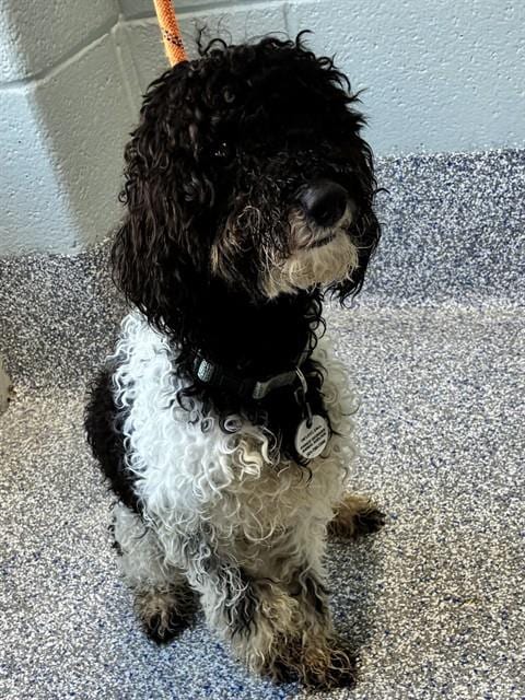 Photo of Moses, adoptable Poodle (Miniature) in Forestville, Maryland
