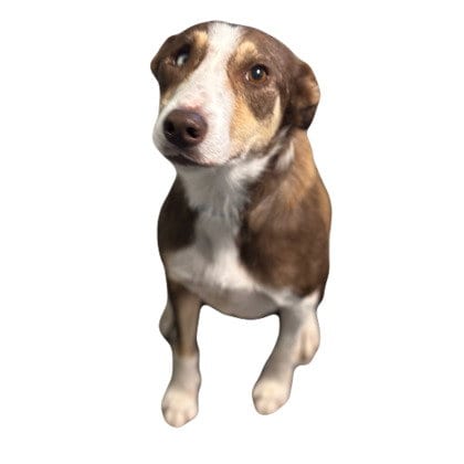 Photo of Petra, adoptable Border Collie in Sunnyvale, California