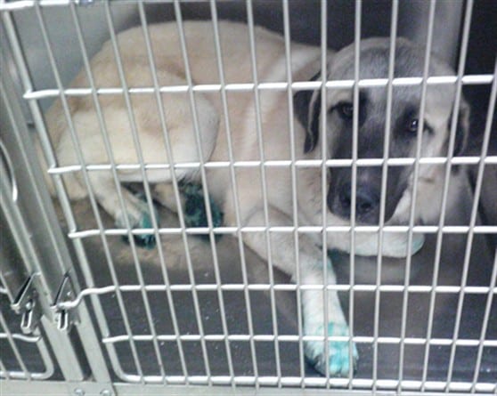 Photo of Senior Great Pyrenees, adoptable Great Pyrenees in Oklahoma City, Oklahoma