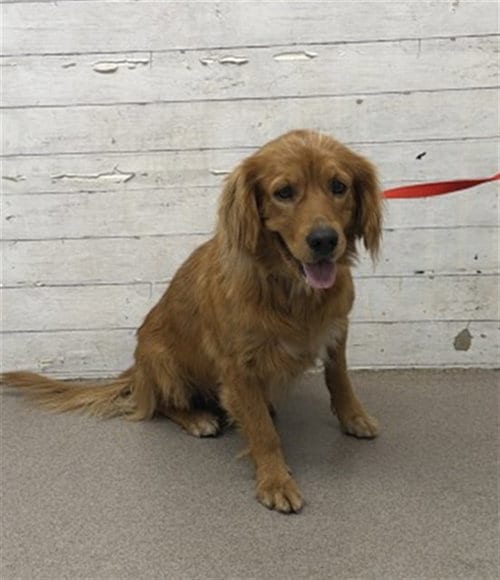 Photo of Daria, adoptable Golden Retriever in San Bernardino, California