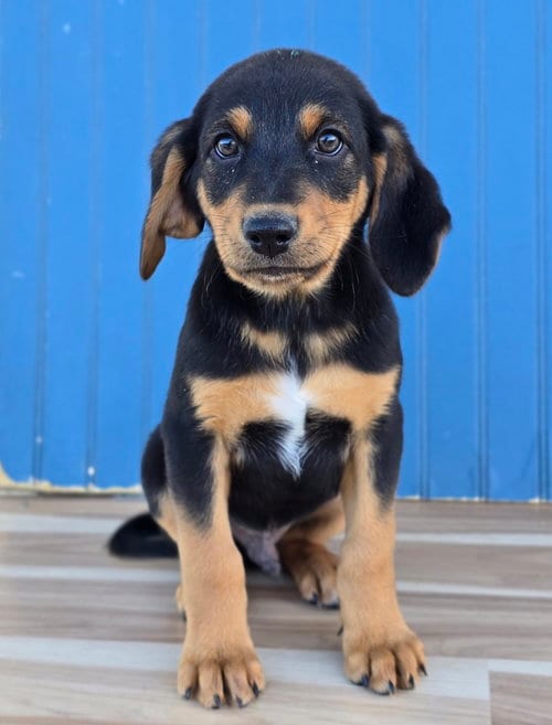 Photo of Sven, adoptable Hound in Sedalia, Colorado