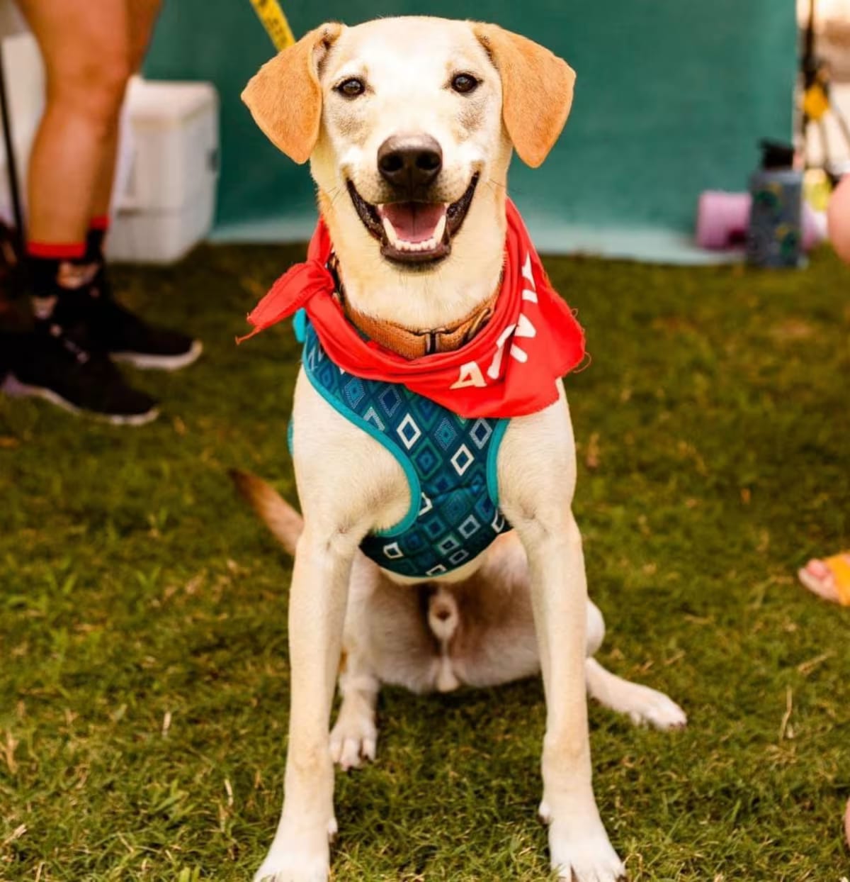 Photo of Goofy, adoptable Australian Cattle Dog/Catahoula Leopard Dog in Houston, Texas