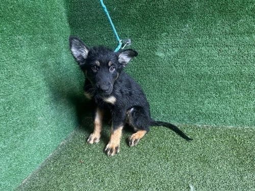 Photo of Miles, adoptable Belgian Shepherd Malinois in Lancaster, California