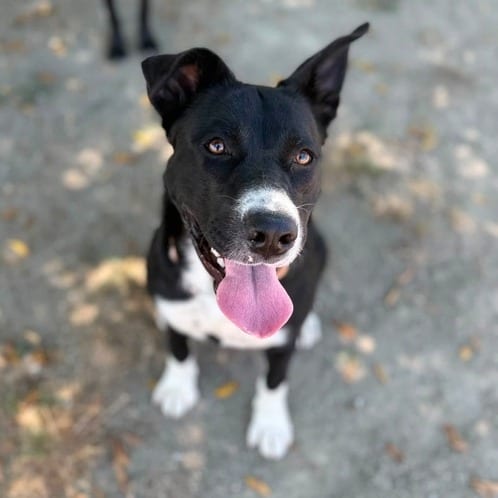 Photo of Junie, adoptable Terrier, Pit Bull / Mixed Breed (Medium) in California, California