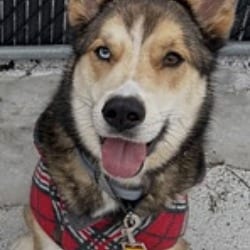 Photo of Ace, adoptable Husky in Carmel, New York