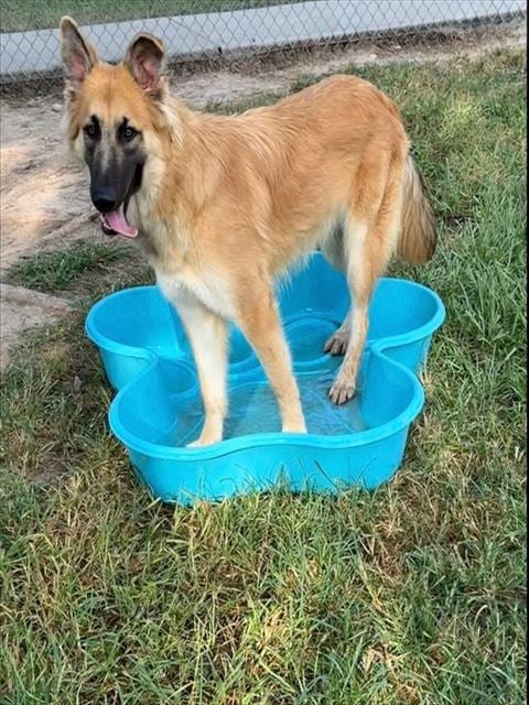 Photo of Chickpea, adoptable German Shepherd Dog in Conroe, Texas