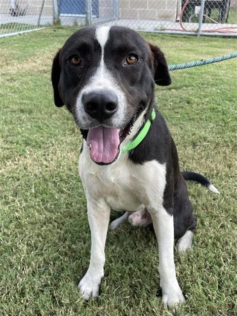 Photo of Jester, adoptable Labrador Retriever in Corpus Christi, Texas