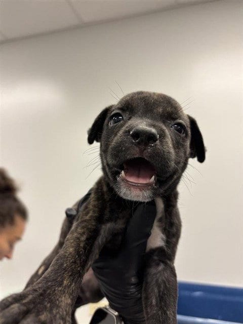 Photo of Evangaline, adoptable Labrador Retriever in Corpus Christi, Texas