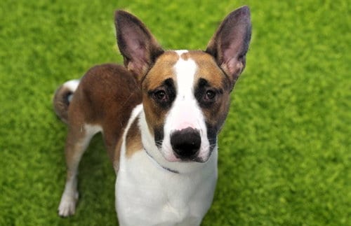 Photo of Toro, adoptable German Shepherd Dog in Ft Lauderdale, Florida