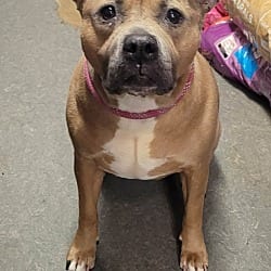 Photo of Raleigh, adoptable Staffordshire Bull Terrier American Pit Bull Terrier in Richmond, Indiana
