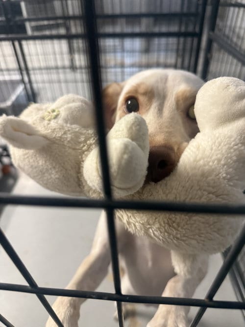 Photo of Kira, adoptable English Pointer in Walnutport, Pennsylvania