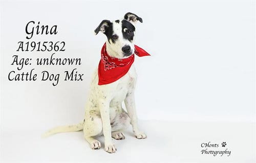 Photo of Gina, adoptable Australian Cattle Dog/Blue Heeler in Thousand Palms, California